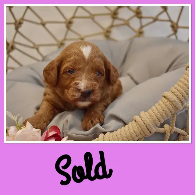 Small / Mini F1B Goldendoodle Ready to go / Only 3 males left in Dogs & Puppies for Rehoming in Winnipeg - Image 7