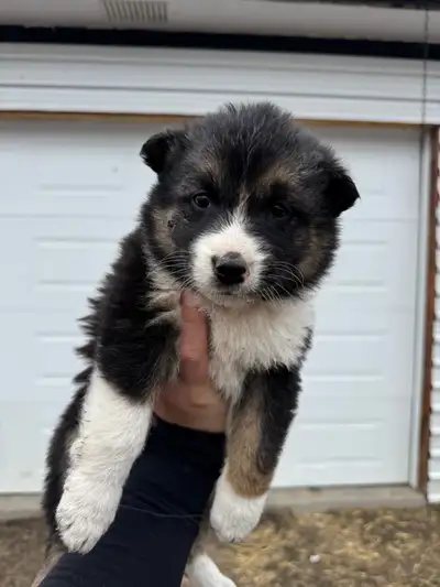 Easter puppies, View more