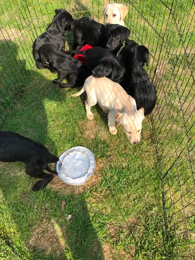 Pure Bred Black Lab Puppy, View more