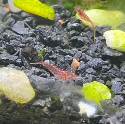 Low grade cherry shrimp (neocaridina), View more