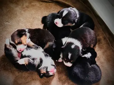 Magnifique Corgis chiots, View more