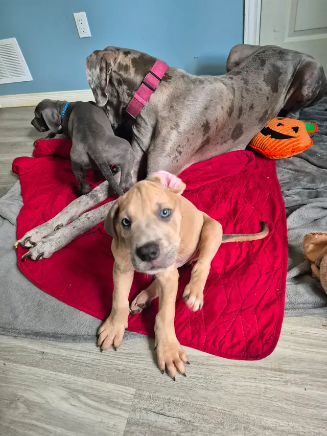 Great Dane Puppies in Dogs & Puppies for Rehoming in Sudbury - Image 23