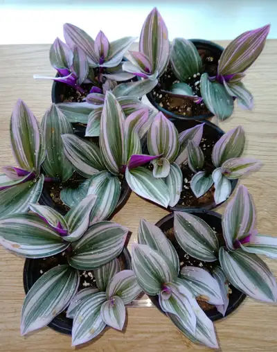 Nanouk - $5 each, View more