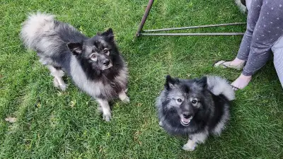 chiots  keeshond, View more