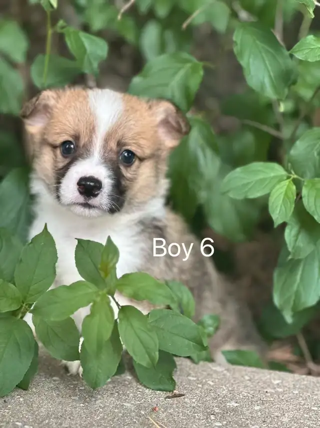 Two months old Welsh Corgi puppies in Dogs & Puppies for Rehoming in City of Toronto - Image 10