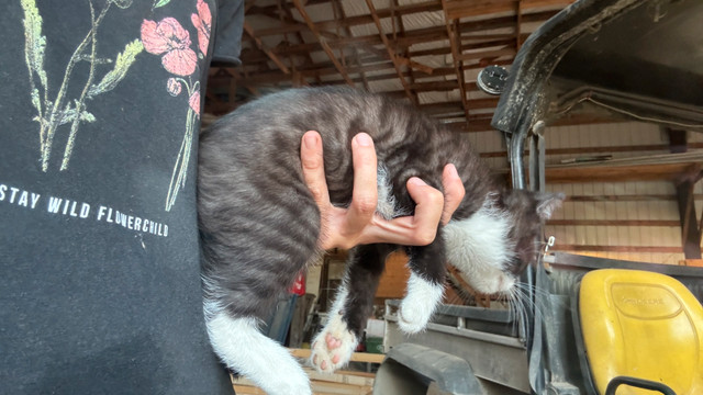 Cute kittens in Cats & Kittens for Rehoming in Abbotsford - Image 4