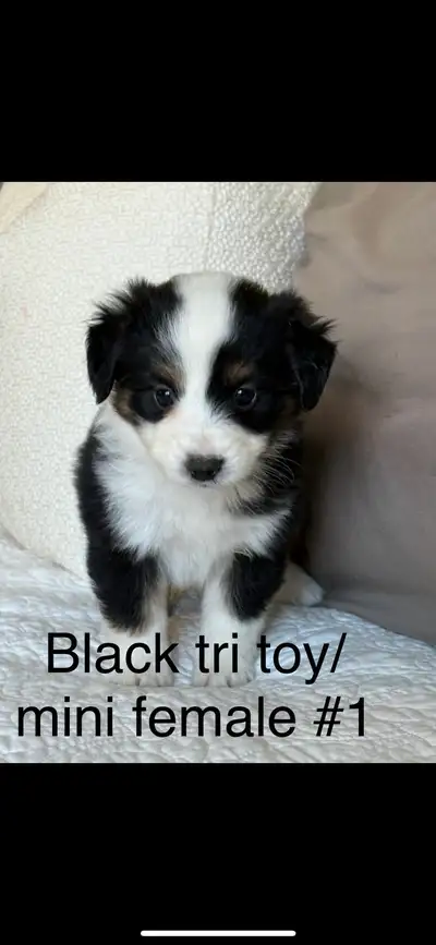 MINIATURE X TOY AUSSIE PUPPIES, View more