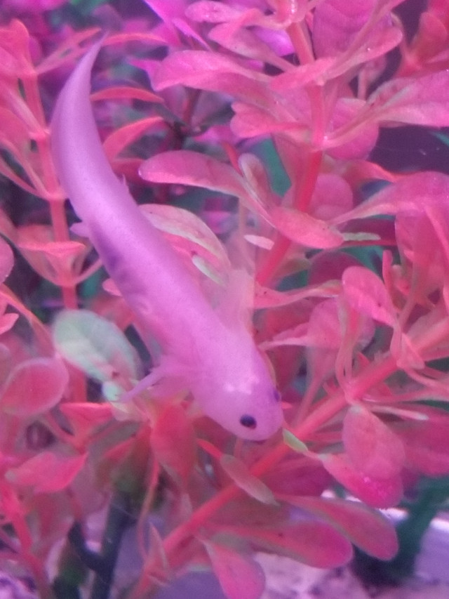 Baby Axolotls  in Reptiles & Amphibians for Rehoming in Oshawa / Durham Region - Image 2