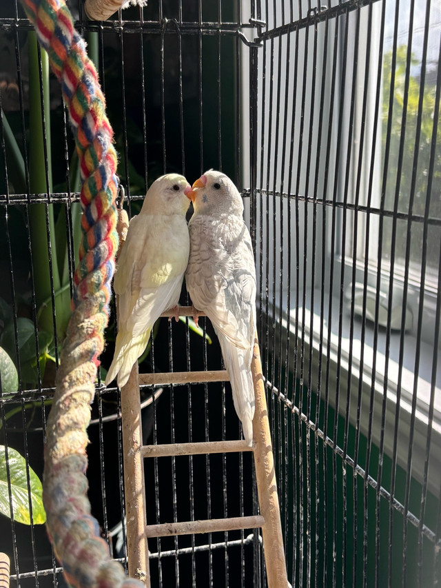 Perruches dans Oiseaux à adopter  à Laval/Rive Nord - Image 2