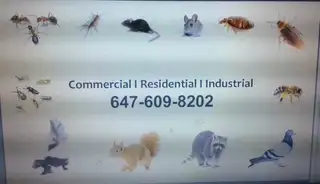 Bed Bug Mice pest control service start 99 $ call 647-609-8202, View more