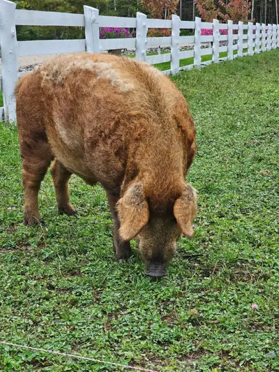 Mangalitsa Boar pig, View more