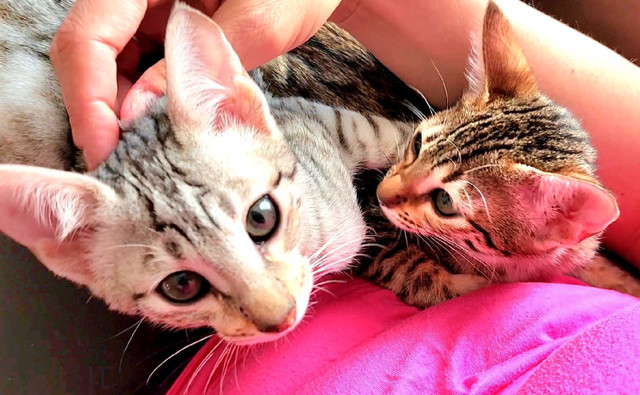 Savannah Kittens  in Cats & Kittens for Rehoming in Calgary