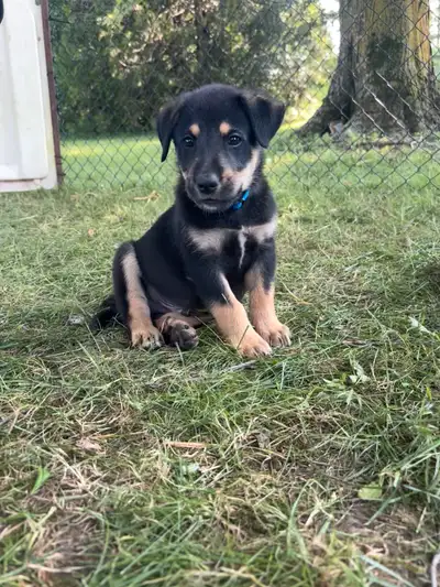 8-Week-Old German Shepherd / Lab / Border Collie Mix Puppies , View more