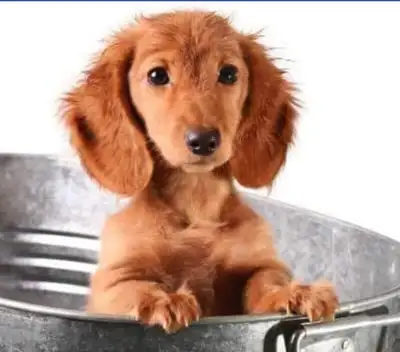 DOG GROOMING....accepting appointments now, View more