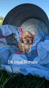 Cocker Spaniel Puppies