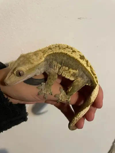 female crested gecko , View more