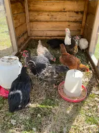 Young roosters - mixed breeds