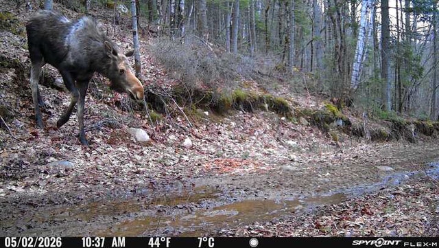 68 Ch du Lac-Limony — photo 2