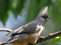 Looking for mousebird-willing to fly/ship