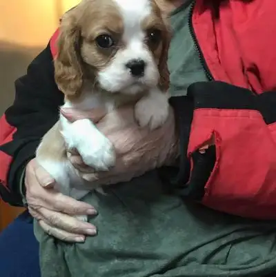 CAVALIER KING CHARLES PUPPIES, View more