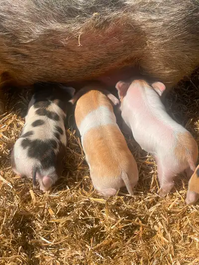 Very nice double wattled Purebred Kunekune piglets! Out of pedigreed Tapeka trait sow and out of ped...