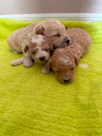 Bichonpoo Puppies Looking for New Home, View more