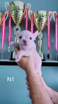 Gorgeous French Bulldogs (2 Males / 2 Females)