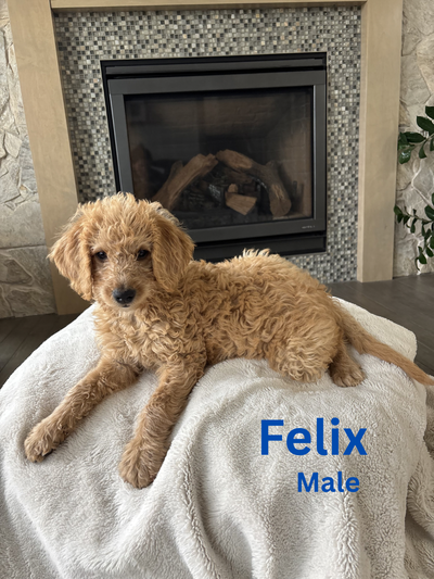 7 beautiful pups arrived on April 16th and are now ready for their forever homes! **Only one pup lef...