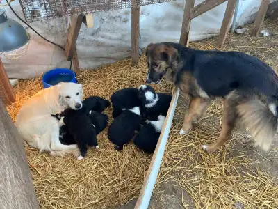 Puppies For Sale, View more