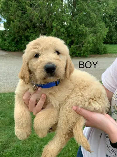 ⭐️READY!Golden pyredoodle puppies, View more