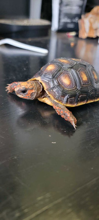 Redfoot tortoise Baby  for sale pick up only 