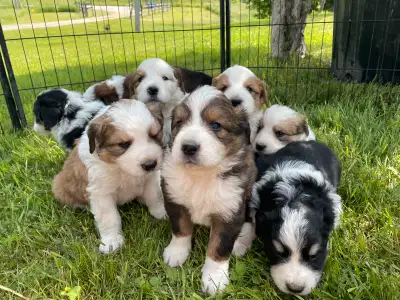 puppies for sale, View more