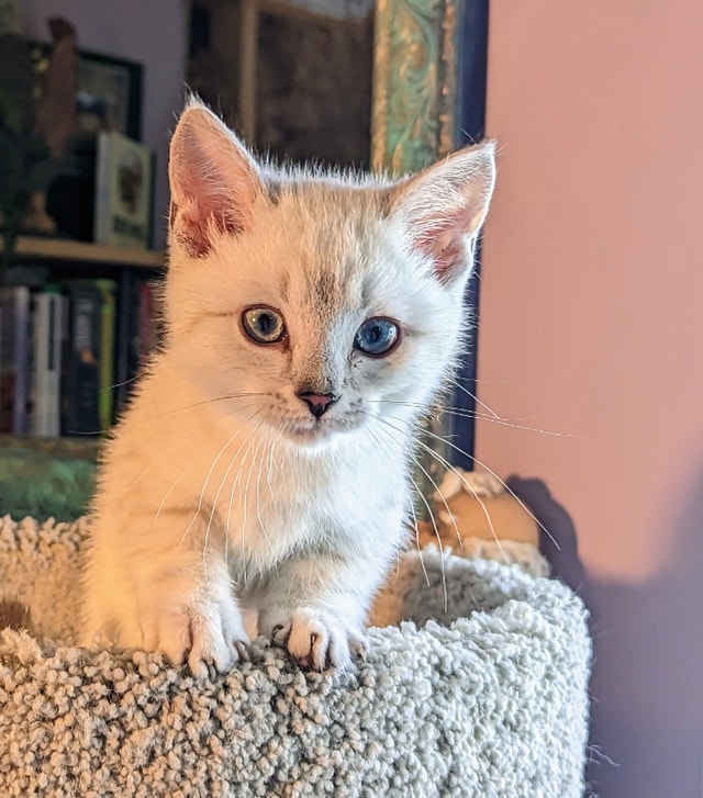 Munchkin Kittens! Cats & Kittens for Rehoming Kelowna Kijiji