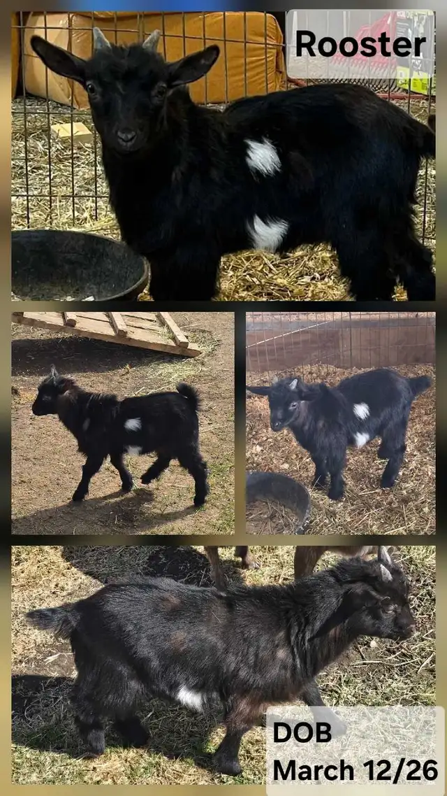 Nigerian Dwarf Goats For Sale in Livestock in Lethbridge - Image 3