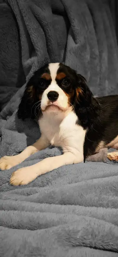 Cavalier King Chales puppies, View more