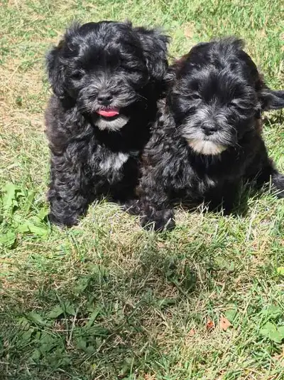 Sweet Little Black with White Shihpoo Puppies, View more