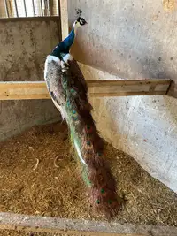 Peacocks peafowl 
