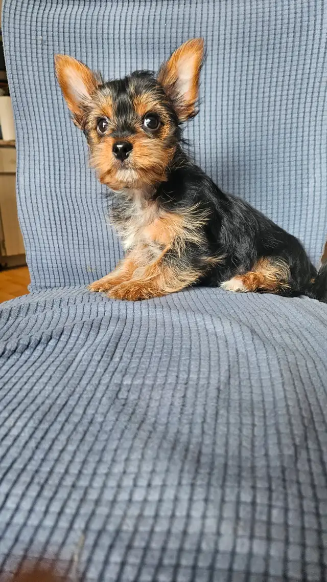MALE YORKIE PUPPY in Dogs & Puppies for Rehoming in Belleville - Image 14