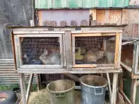 (Pending) Meat rabbit setup