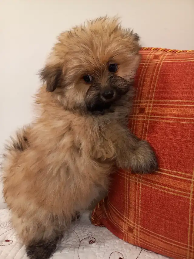 GOLDEN Yorkshire terrier 4 month girl BONNIE! in Dogs & Puppies for Rehoming in City of Toronto - Image 11
