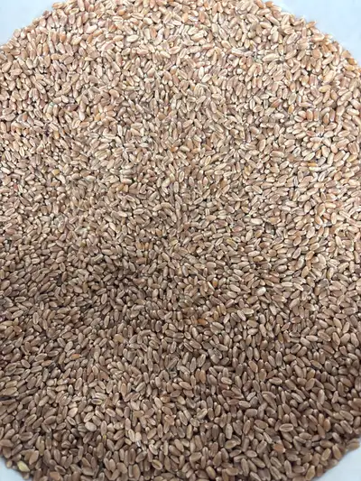Clean large animal feed, View more