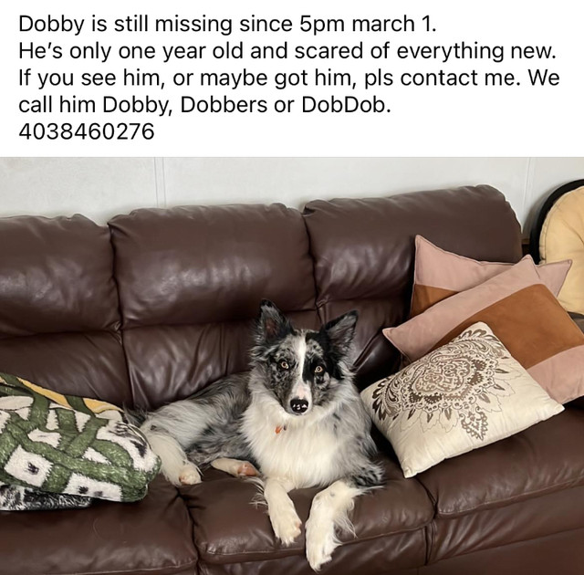 Missing Dog in Lost & Found in Red Deer