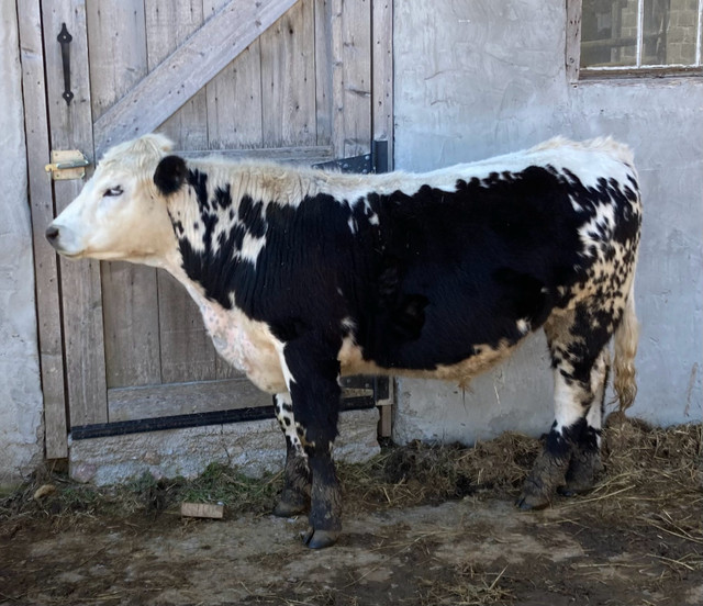 Speckled park steer in Other in Peterborough