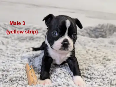 Beautiful boston Terrier, View more