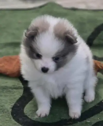 3 POMERAINAN PUPS 2 BOYS 1 GIRL., View more