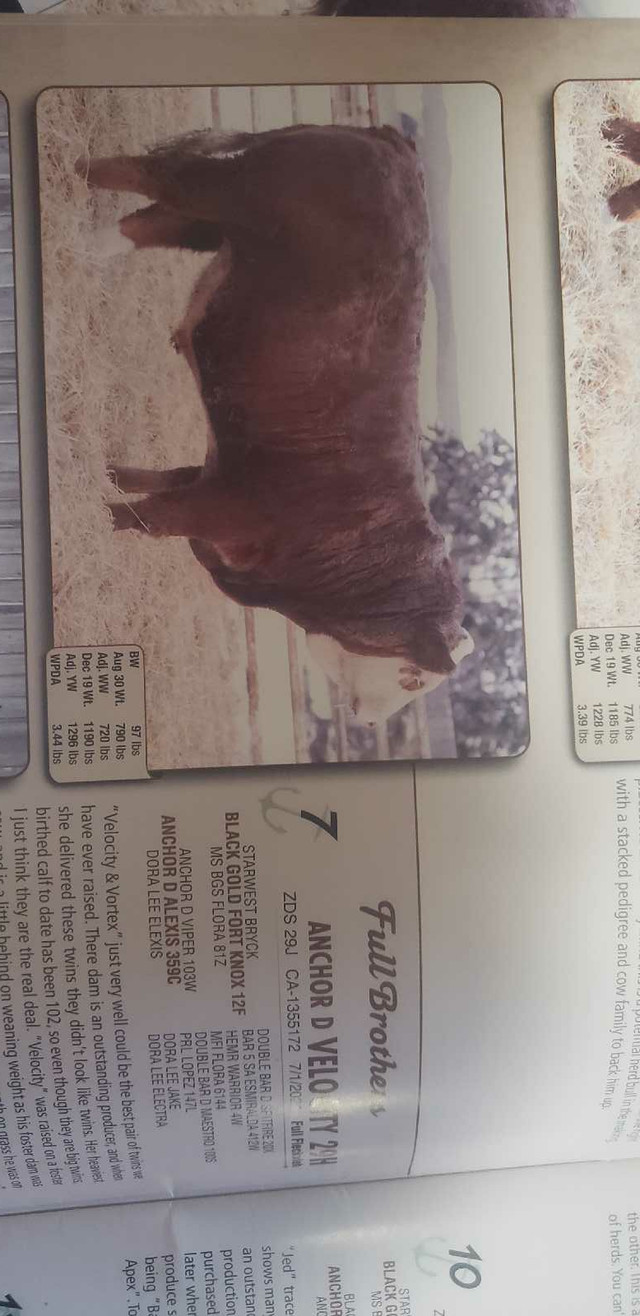 3 year old Simmental Bull  in Livestock in Edmonton