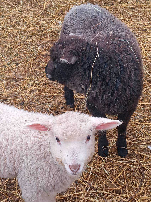 Philip east fresian/cotswold ram lamb  in Livestock in Terrace - Image 2