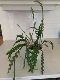 zig zag cactus plant