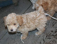 ONLY 2 TOY POODLE PUPPIES LEFT
