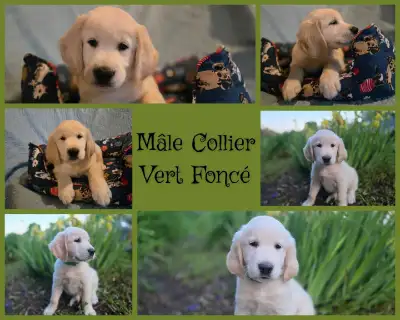 Reste que les mâles(3males) Je vous présente mes 9 magnifiques golden retriever pure donc 3 femelles...